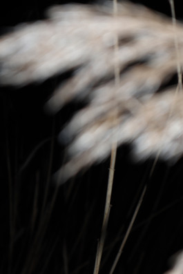 Isabella Braunreuther